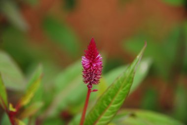Mikro kadar yakın çekim yapraklar
