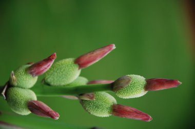 Mikro kadar yakın çekim yapraklar