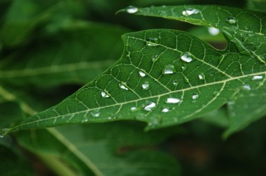 Mikro kadar yakın çekim yapraklar