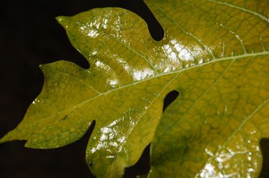 Mikro kadar yakın çekim yapraklar