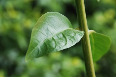 Mikro kadar yakın çekim yapraklar