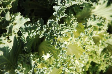 Mikro kadar yakın çekim yapraklar