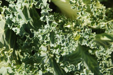 Mikro kadar yakın çekim yapraklar