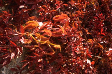 Mikro kadar yakın çekim yapraklar