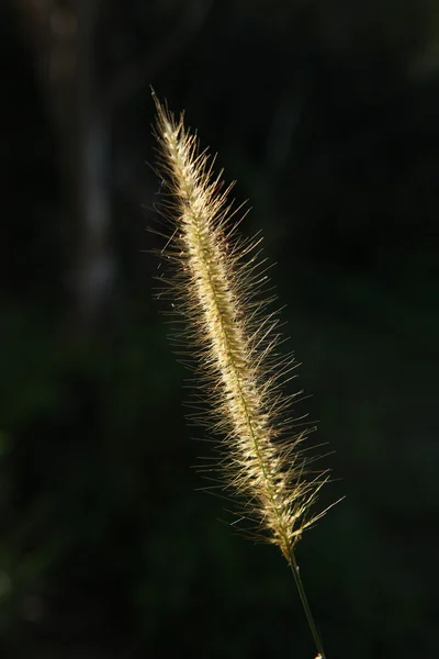 Hojas Micro disparo de cerca — Foto de Stock