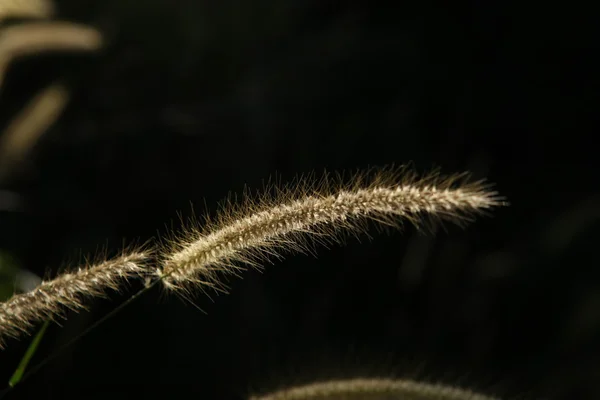 Leafs Micro shot in close up — стоковое фото