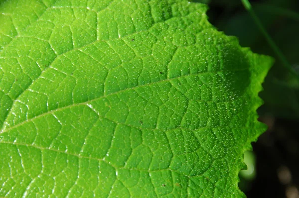 Leafs Micro shot in close up — стоковое фото