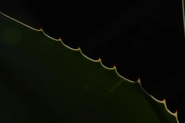 마이크로 최대 근접 촬영 leafs — 스톡 사진
