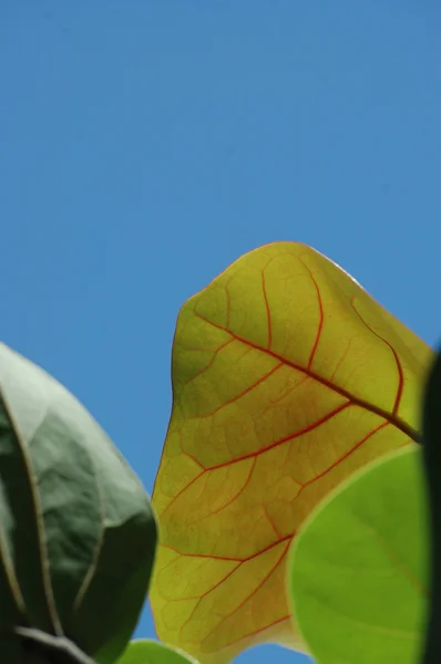 Leafs Micro blízko vyskočila — Stock fotografie