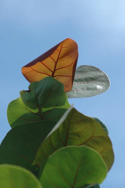 Folhas Micro tiro de perto — Fotografia de Stock