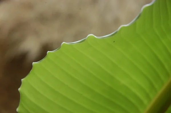 Mikroaufnahme von Blättern aus nächster Nähe — Stockfoto