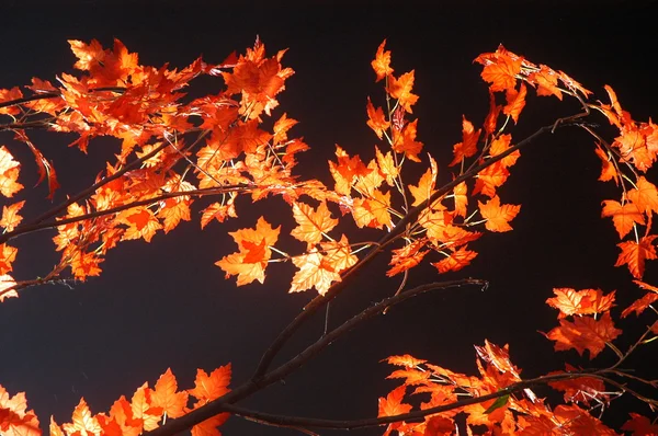 Leafs Micro blízko vyskočila — Stock fotografie