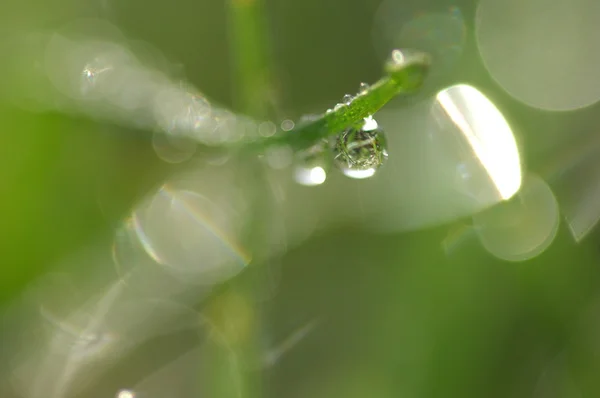 Folhas Micro tiro de perto — Fotografia de Stock