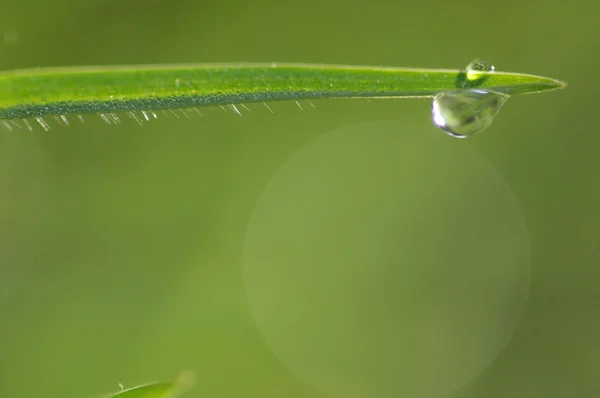 Leafs Micro shot in close up — стоковое фото