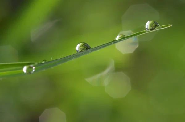 Folhas Micro tiro de perto — Fotografia de Stock