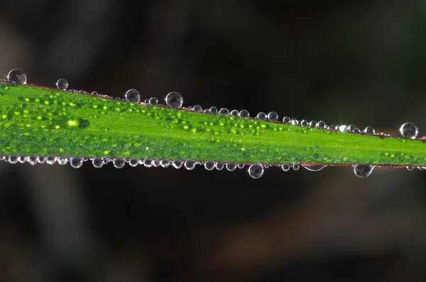 Mikroaufnahme von Blättern aus nächster Nähe — Stockfoto