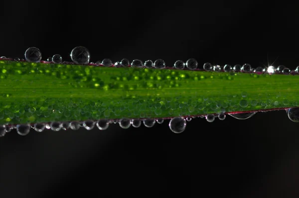 Leafs Micro blízko vyskočila — Stock fotografie