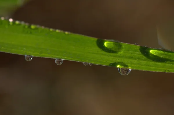 Mikroaufnahme von Blättern aus nächster Nähe — Stockfoto