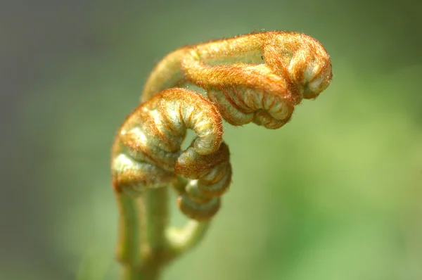 마이크로 최대 근접 촬영 leafs — 스톡 사진