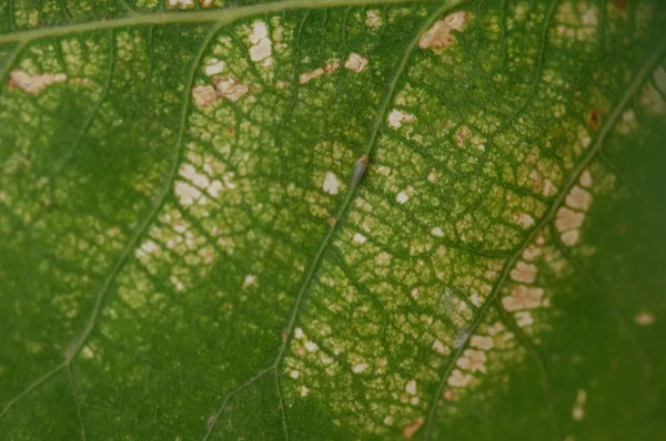 Leafs Micro blízko vyskočila — Stock fotografie