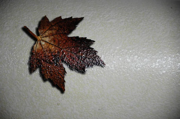 Leafs Micro shot close up — Stock Photo, Image