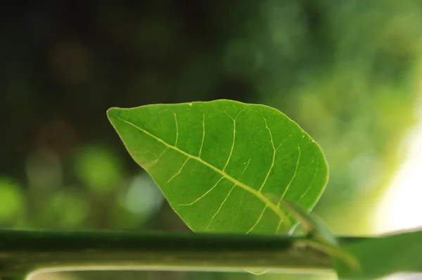 Leafs Micro blízko vyskočila — Stock fotografie