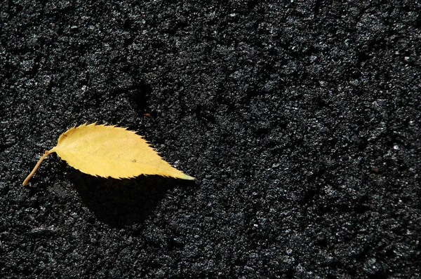 Leafs Micro shot close up — Stock Photo, Image