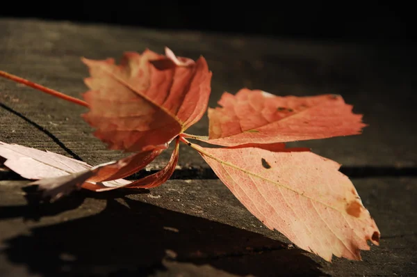 Leafs Micro shot close up — Stock Photo, Image