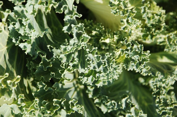 Mikro kadar yakın çekim yapraklar