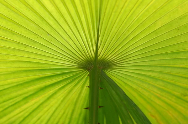 Leafs Micro shot in close up — стоковое фото