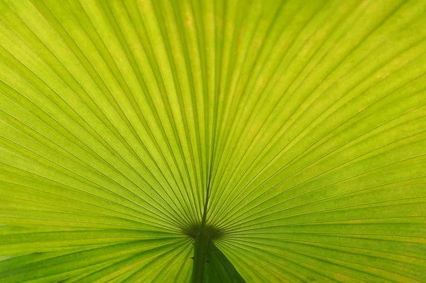 Leafs Micro shot in close up — стоковое фото