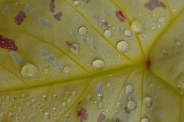 마이크로 최대 근접 촬영 leafs — 스톡 사진