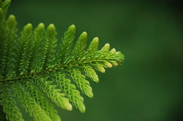 Leafs Micro shot close up — Stock Photo, Image