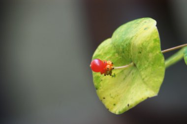 Mikro kadar yakın çekim yapraklar