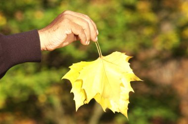 Mikro kadar yakın çekim yapraklar