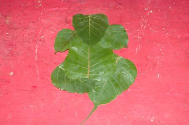 Mikro kadar yakın çekim yapraklar