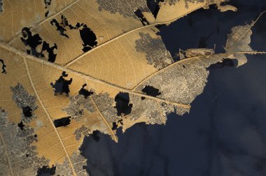 Mikro kadar yakın çekim yapraklar