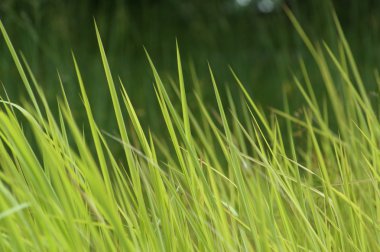 Mikro kadar yakın çekim yapraklar