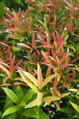 Mikro kadar yakın çekim yapraklar