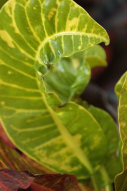 Yakından ateş mikro yapraklar