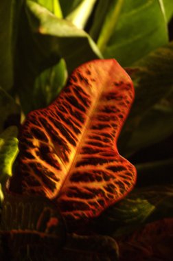 Yakından ateş mikro yapraklar