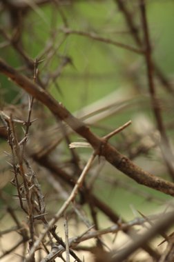 Yakından ateş mikro yapraklar