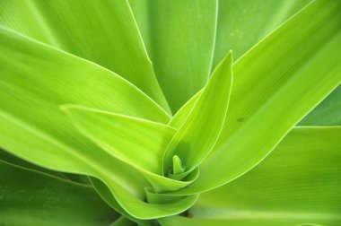 Yakından ateş mikro yapraklar