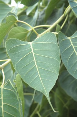 Yakından ateş mikro yapraklar