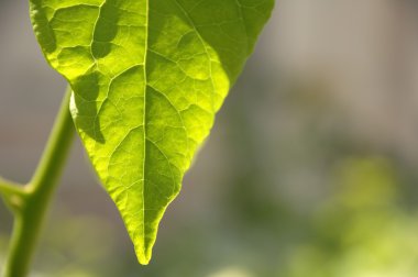 Yakından ateş mikro yapraklar