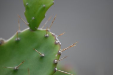 Yakından ateş mikro yapraklar