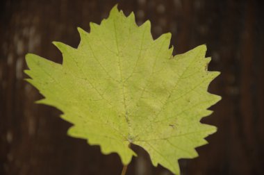 Yakından ateş mikro yapraklar