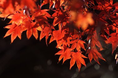 Yakından ateş mikro yapraklar