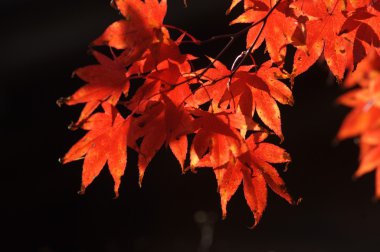 Yakından ateş mikro yapraklar