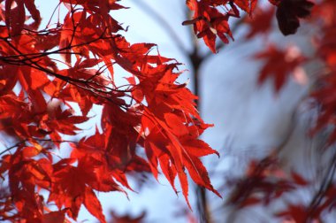 Yakından ateş mikro yapraklar